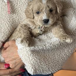 Ace - Brown and white male Bernedoodle puppy in Yuba City, California from Ranch House Doodles