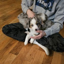 Miniature Australian Shepherd Puppies from Carter's Cuties