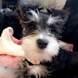 Miniature Schnauzer Puppies from Texas Dreams Mini Schnauzers