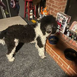 Poodles and Sheepadoodles from Sassy Poodles and Doodles