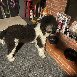 Poodles and Sheepadoodles from Sassy Poodles and Doodles