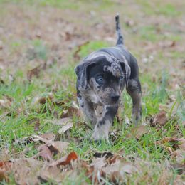 Boy 3 - Catahoula Leopard Dog puppy in Cordova, Tennessee from Dawson Hollow Catahoulas