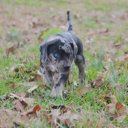 Boy 3 - Catahoula Leopard Dog puppy in Cordova, Tennessee from Dawson Hollow Catahoulas