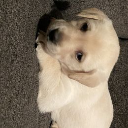 Labrador Retriever Puppies from No Boundaries Kennels