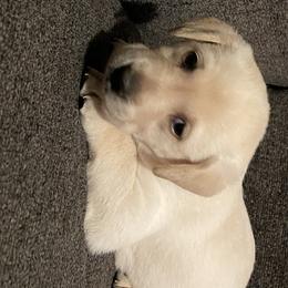 Labrador Retriever Puppies from No Boundaries Kennels
