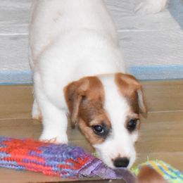 Russell Terrier Puppies from Jumpin' Jack's Terriers