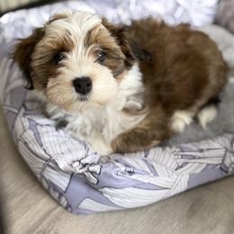 Havanese Puppies from PNW Havanese