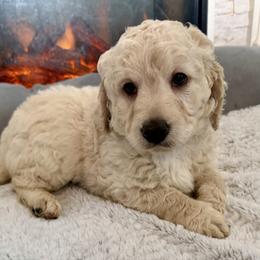 Rollo - Cream male Goldendoodle puppy in Pensacola, Florida from Goldendoodles Love You in Pensacola Friend Edition