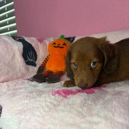 Dylan - Chocolate male Dachshund puppy in Lake City, Florida from My Ditzy Doxies of Florida