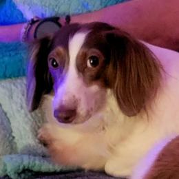 Lilly - Dachshund