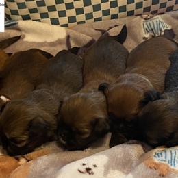 Collie, Lhasa Apso, and Rhodesian Ridgeback Puppies from Koenigplatz Kennel