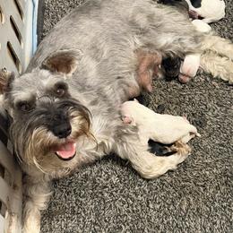 Miniature Schnauzer puppies from Circle R