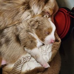 Hannah - Red merle female Toy Australian Shepherd puppy in Logansport, Indiana from Sandy Hill Farm Aussies, LLC