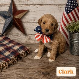 Clark aka Orange Collar - Apricot male Goldendoodle puppy in Portland, Tennessee from Happy_Tails_by_TJ