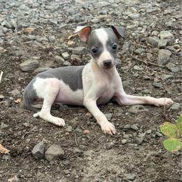 Gizmo - White and blue male Italian Greyhound puppy in Wilkes Barre, Pennsylvania from Laraz Pupz