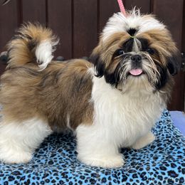 Chinese Crested and Shih Tzu Puppies from OH SO