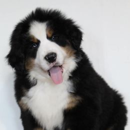 Bernese Mountain Dog Puppies from Home Sweet Bernese