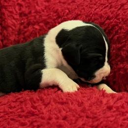 Mantle boy 2 - Mantle male Great Dane puppy in Westville, Florida from Boulder View Danes