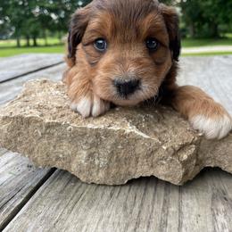 Sable boy less white - Sable male Aussiedoodle puppy in Hillsboro, Illinois from Shoal Creek Puppies