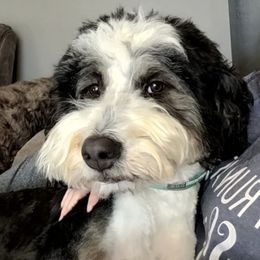 Hope - Bernedoodle