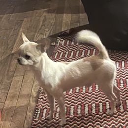 Ares - Chihuahua