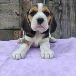 Beagle Puppies from Rosehaven Homestead