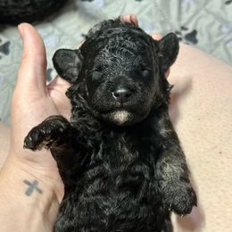 Labradoodle Puppies from Mud Puppies