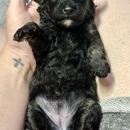 Labradoodle Puppies from Mud Puppies