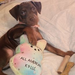1st pick Puppy 1 chocolate Female - Chocolate and rust female Miniature Pinscher puppy in Cincinnati, Ohio from ALL AMERICAN K9 LLC