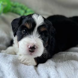 Master Benedict - Tri-color male Bernedoodle puppy in Forsyth, Illinois from Birdies Mini Bernedoodles