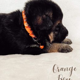German Shepherd Puppies from Buxton Oregon Shepherds
