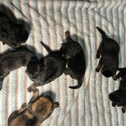 Duke - Black and tan male German Shepherd puppy in Stanardsville, Virginia from Majestic K9 LLC