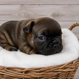 Manny - Fawn male French Bulldog puppy in Warm Springs, Arkansas from State Line Dachshunds & Frenchies