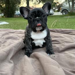French Bulldog Puppies from Fair Towne Frenchies