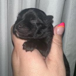Diamond - Black male Pomeranian puppy in Springfield, Missouri from Hope Mountain Pomeranians
