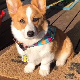 American Corgi, Cardigan Welsh Corgi, and Pembroke Welsh Corgi Puppies from Chloe's Colorful Corgis