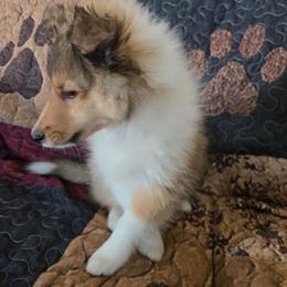 Cash - Sable and white male Shetland Sheepdog puppy in Yavapai County, Arizona from Windsong Shelties
