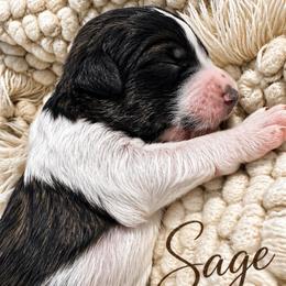 Sage - Sable female Bernedoodle puppy in Mint Hill, North Carolina from Ball-Y-Hoo Bernedoodles