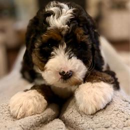 Black girl - Tri-color female Bernedoodle puppy in Lake, Michigan from 3 King Doodles & Poodles