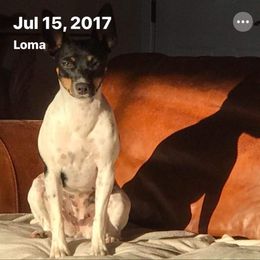 Sunny - Rat Terrier