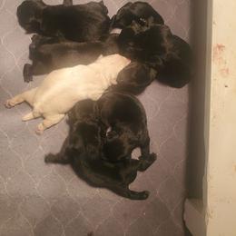 Tollett - Black female Scottish Terrier puppy in Crossville, Tennessee from Cavern Kennels