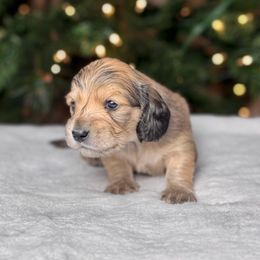 Prancer - Cream male Dachshund puppy in Kingman, Arizona from Diddle Bros Dachshunds