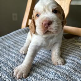 Pineapple - Lemon and white male English Springer Spaniel puppy in Kellyton, Alabama from Wildwood