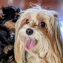Biewer Terriers and Yorkshire Terriers from Vonda's Yorkieville