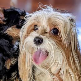 Biewer Terriers and Yorkshire Terriers from Vonda's Yorkieville