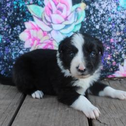 Kale - Black and white male Border Collie puppy in Parsons, Kansas from Feathered Cactus Farm
