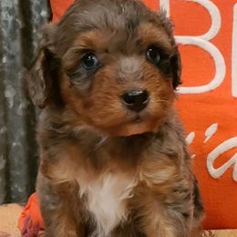 Aussiedoodles and Australian Shepherds from CheckMark Aussies