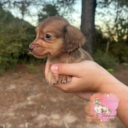 Steven - Cream male Dachshund puppy in Timpson, Texas from Double S Kennel