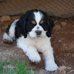 Enzo - Black and white male Cocker Spaniel puppy in Winston Salem, North Carolina from Cocker Cottage