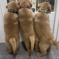 Labrador Retriever Puppies from Rustic Ridge Labradors
